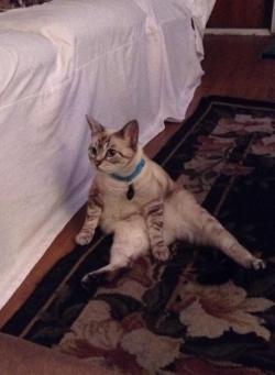 derpycats:  Luna sitting like people