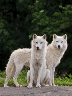 beautiful-wildlife:  Two Arctic Wolves On Hill by Wolves Only