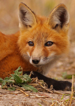 jaws-and-claws:  Red Fox…#18 (Explore on Dec 21, 2011) by Blackcat