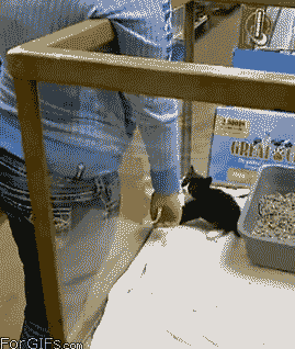 itsmybrightesthour:  sixpenceee:  Cutest little kitten.  This