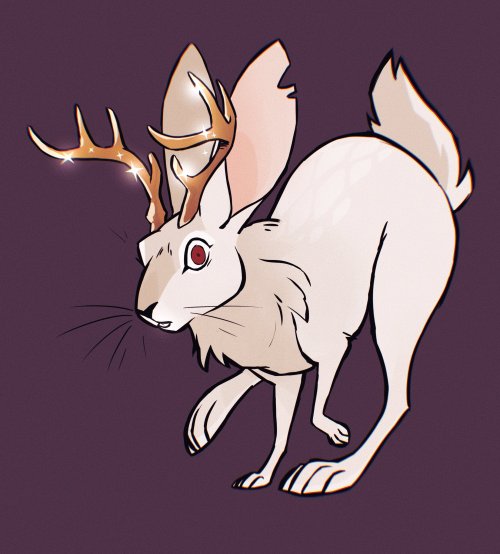 rollinrabbit:the white jackalope