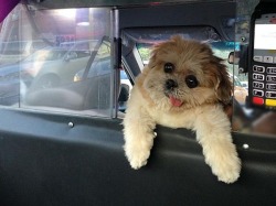 awwww-cute:  Driver roll up the partition please