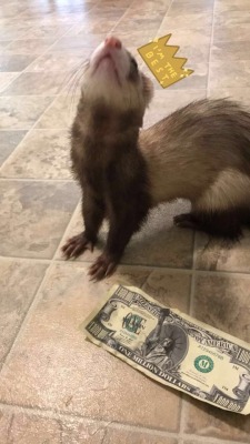 ferretfreckles:This is the million dollar ferret. Reblog to be