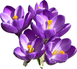 transparent-flowers:  Crocus. 