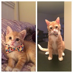 online-cats:  All dressed up for his first party