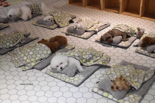 awesome-picz:  Photos Of Sleeping Pups In A Puppy Daycare Center