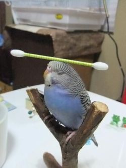 pencandy:  cadet-sarah-clark:  budgie-research:  thinking  he