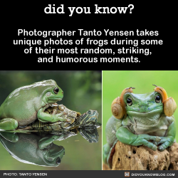 did-you-kno:  Photographer Tanto Yensen takes  unique photos of frogs during some  of their most random, striking,  and humorous moments.  Source Source 2 