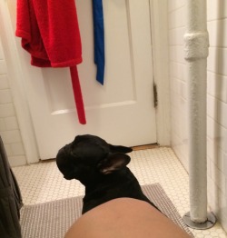 buckythefrenchy:  I guess it’s only fair. I watch him pee.