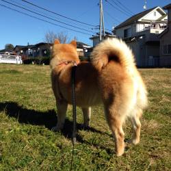 shibainu-komugi:  いい天気だね #shiba #dog #komugi #doge