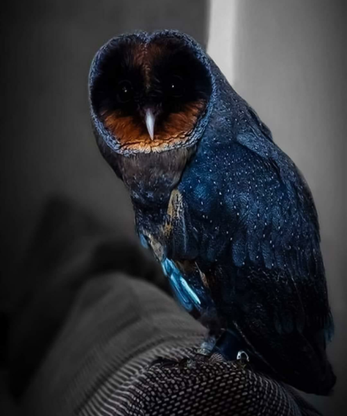 blue–folder:Rare Black Barn Owl [Not OC]