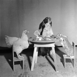 Evans -  A hen, a dog and a rabbit playing cards, c. 1956.