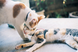 sinkling:  better than hugging by Kasumi Angel on Flickr. 