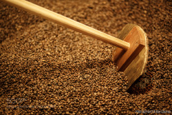 socialfoto:  Coffee Production Ataco - El Salvador by KristopherMG