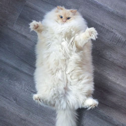awesome-picz:    This Cat’s Majestic Fluff Makes It Look Like