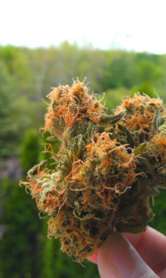 cannabisculturez:Grow your own cannabis - Click here