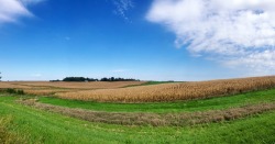 ph4ntasmag0ria:  Iowa Farms