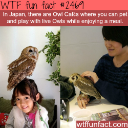 wtf-fun-factss:  Japan’s Owl Cafes - WTF fun facts