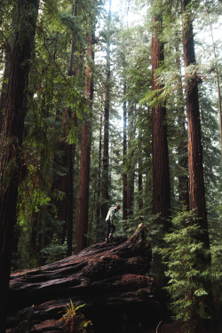countrygirl2136:  jonahreenders:  “The redwoods, once seen,