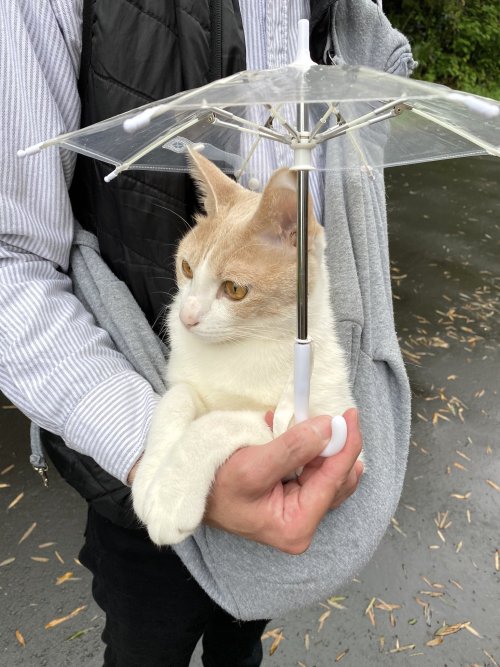 cuteanimals-only:  she really wanted to come out on a rainy day