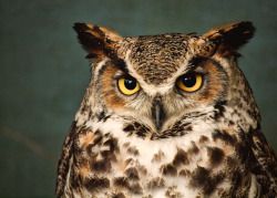 owlsday:  Great Horned Owl      (via TumbleOn)