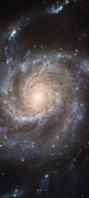 astronomicalwonders:Spiral Galaxy M101 - The Pinwheel GalaxyThe