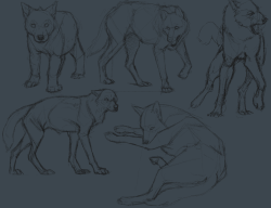 agameofwolves:  more wolf studies by ratt-face 