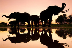 muthafuk:  elephants silhouetted by the darkening shades of the