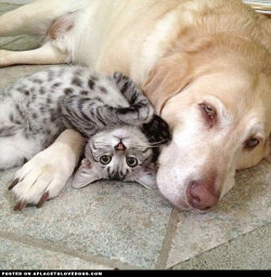 aplacetolovedogs:  Labrador And Kitten FriendLabrador and cute