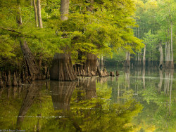 outdoormagic:  Apple Lake by cormack13 on Flickr.  Cypress trees