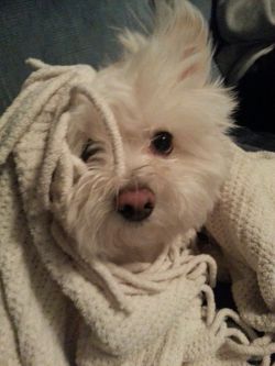 cute-overload:  My cute puppy Rosie hiding under a blanket. 