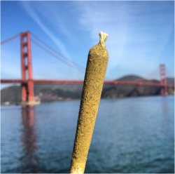 hippy-child:  reddlr-trees:  Good morning from NorCal  Ugh I