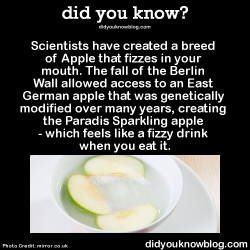 did-you-kno:  Scientists have created a breed of Apple that fizzes
