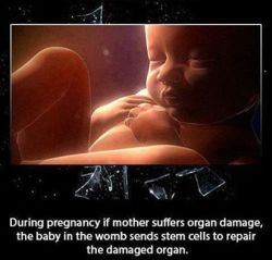 astrodidact:  http://www.newscientist.com/article/dn21185-fetus-donates-stem-cells-to-heal-mothers-heart.html#.UhLVmGRATsc