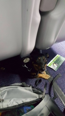 awwww-cute:  This little guy poked out from under the seat as