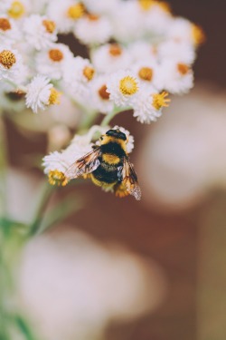 cup-of-teal: i want a little comb to brush his little hairs 