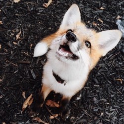 babydogdoo: The adventure fox