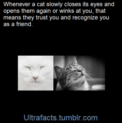 ultrafacts:  They call it a “Kitty kiss” Slow blinking by
