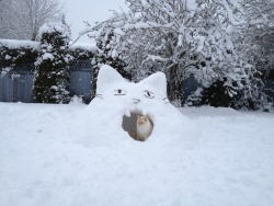 eggplantgoddess:I made him a little kitty snow fort and I think