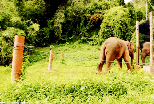 memoriesofelephants:  Sanjai, a 20-years old bull (male elephant), sees himself for the first time in front of a mirror. [x] 