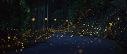landscape-photo-graphy: Gold Fireflies Dance Through Japanese