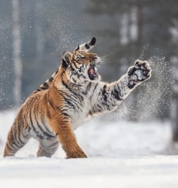 beautiful-wildlife:  Singing in the snow by © inawolfisblickwinkel