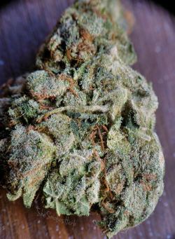 shesmokesherb:  Purple king~   I could go for some of this right