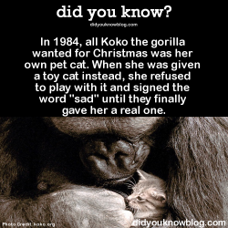 did-you-kno:  ►►Click here to see amazing videos of Koko