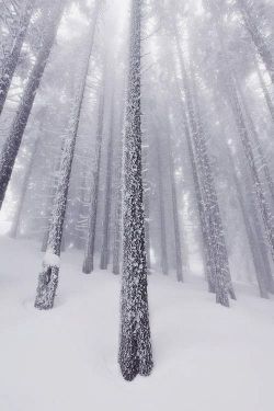 swansong-willows:  (via Pin by Bonnie Anne Pinard on Winter Frost