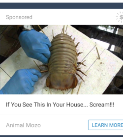 zooophagous: Look buddy, if I find a deep sea isopod in my house