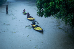 soon-monsoon:  Floating Guava Market, Barisal Division, Bangladesh