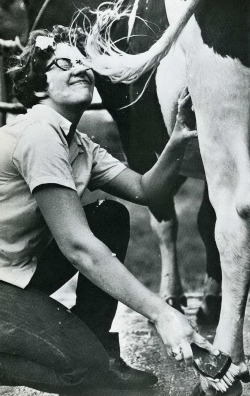 Beware of a soapy tail when shining up a cow for a fair, 1967.
