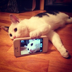 naruchigotsu:  Cat selfie ! 