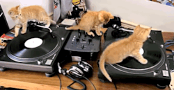 kynky:  no wonder all my records are scratched…